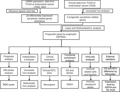 A Pyroptosis-Related Gene Panel in Prognosis Prediction and Immune Microenvironment of Human Endometrial Cancer